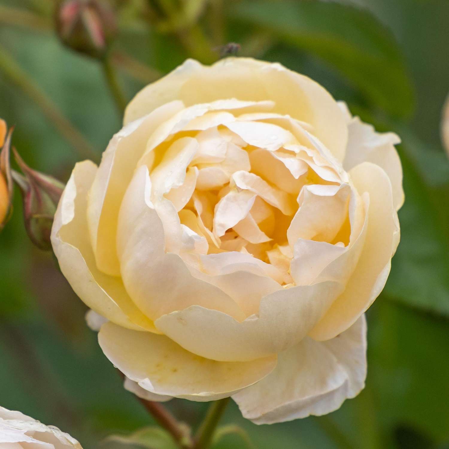 Ruusu ‘Dannahue’
